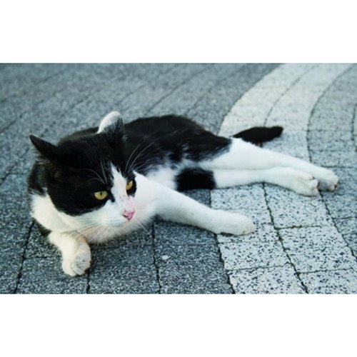 Libet PICCOLA elegante gr. 6 cm