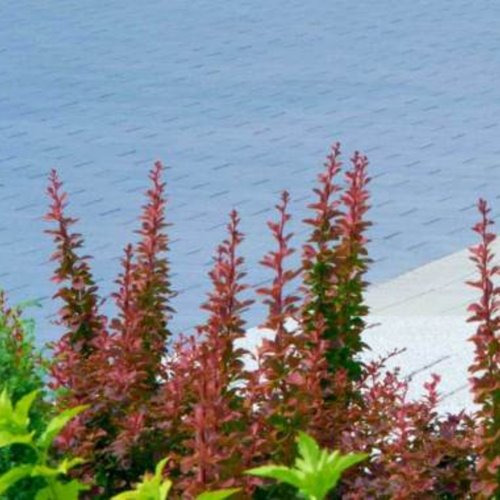 Semmelrock SENSO GRANDE gr. 8 cm