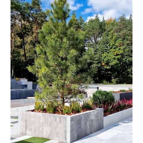 Kost-Bet PALISADA MINIMAL