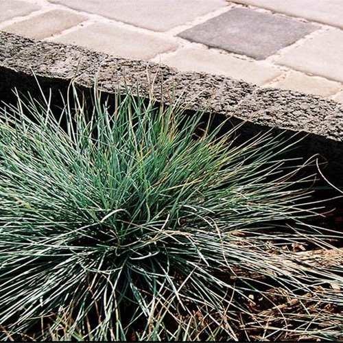 Jadar Obrzeże Palinea Decor 6x28x50 cm