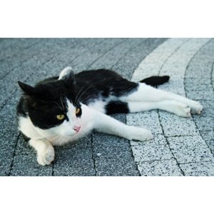 Libet PICCOLA elegante gr. 6 cm