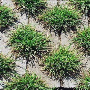 Jadar Meba gr. 10 cm kolor