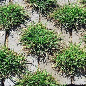 Jadar Meba gr. 8 cm kolor